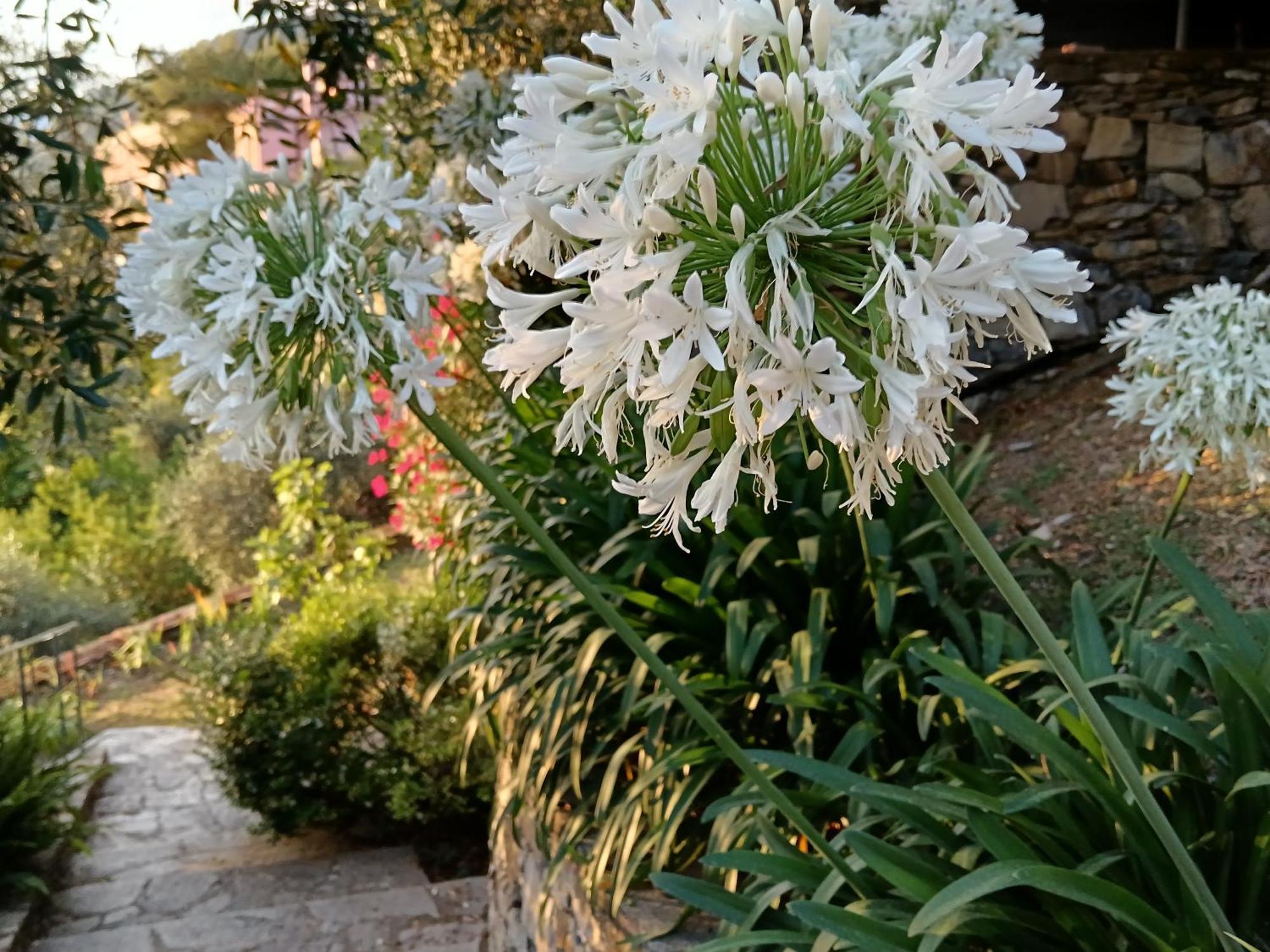 Villa Albachiara คาโมยลี ภายนอก รูปภาพ